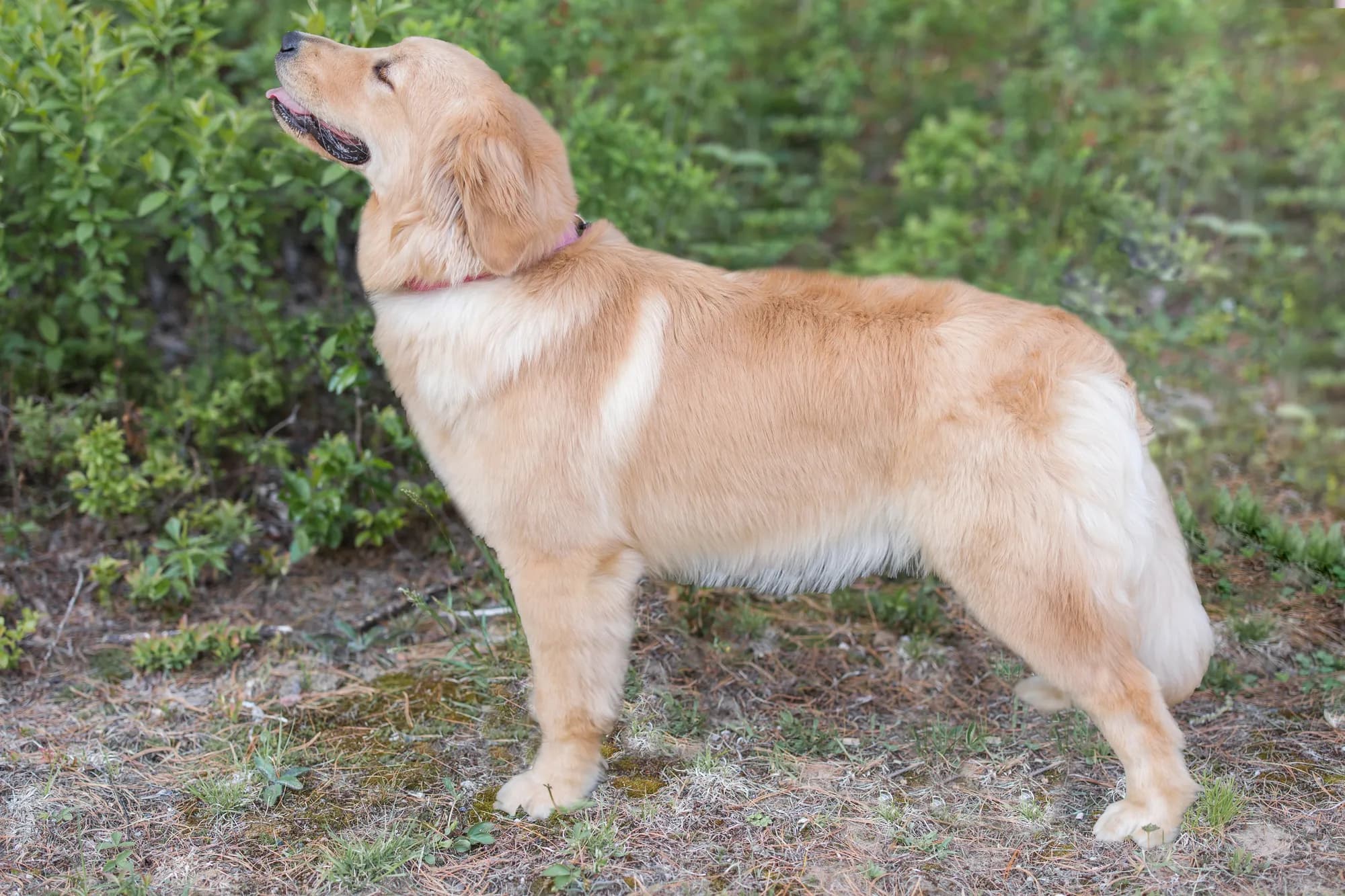 A Studley Hill Golden looking up
